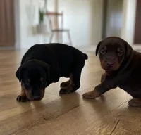 Doberman, a  Doberman Pinscher for sale in Butte City, CA – Photo 2 of 5