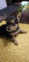 CKC Blue Boy, a male Yorkshire Terrier for sale in Gastonia, NC – Photo 2 of 3