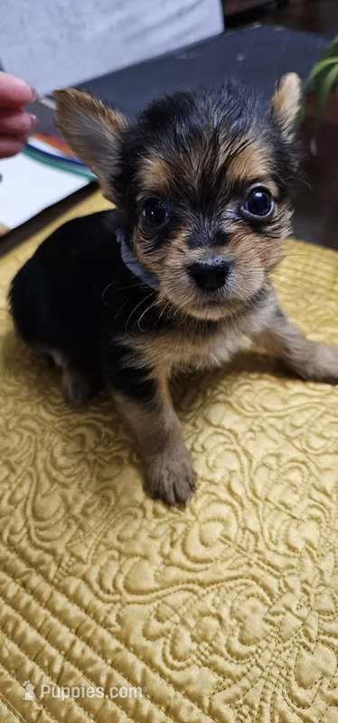 CKC Blue Boy, a male Yorkshire Terrier for sale in Gastonia, NC – Photo 1 of 3