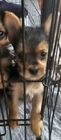 CKC Blue Boy "Mouse", a male Yorkshire Terrier for sale in Gastonia, NC – 6 of 8