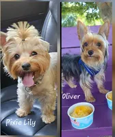 CKC Green girl, a female Yorkshire Terrier for sale in Gastonia, NC – Photo 3 of 3