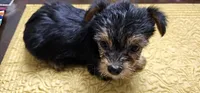 CKC Green girl, a female Yorkshire Terrier for sale in Gastonia, NC – Photo 2 of 3