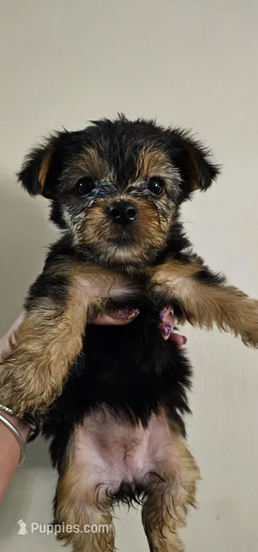 CKC Green girl – Yorkshire Terrier puppy for sale in Gastonia, NC