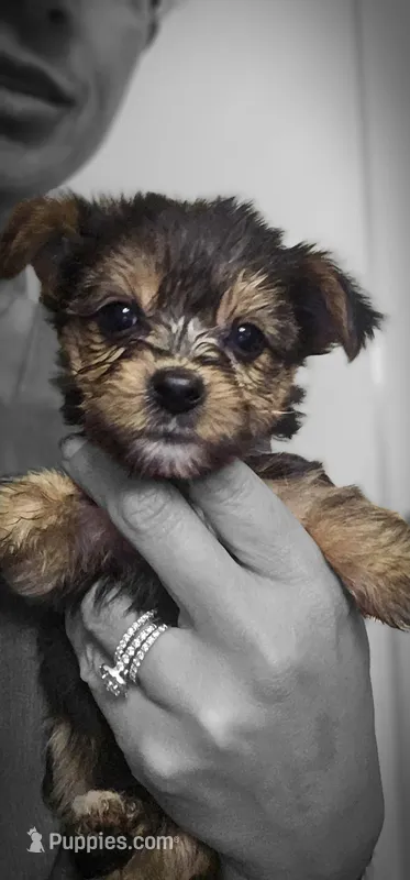 CKC Gray Girl – Yorkshire Terrier puppy for sale in Gastonia, NC