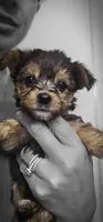 CKC Gray Girl, a female Yorkshire Terrier for sale in Gastonia, NC – Photo 1 of 3