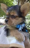 CKC Blue Boy "Mouse", a male Yorkshire Terrier for sale in Gastonia, NC – 3 of 8
