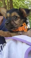 CKC Orange girl "Sylvia", a female Yorkshire Terrier for sale in Gastonia, NC – 2 of 5
