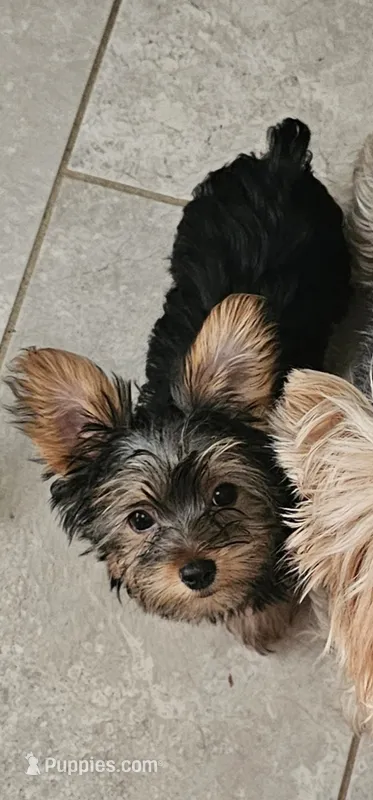 Trevor AKC – Yorkshire Terrier puppy for sale in Gastonia, NC