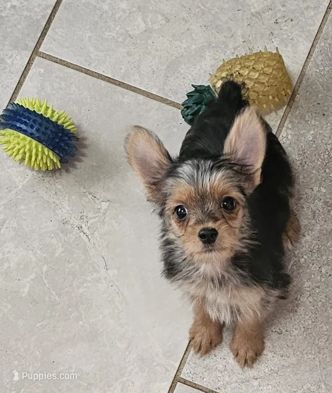 CKC Blue Boy "Mouse" – Yorkshire Terrier puppy for sale in Gastonia, NC