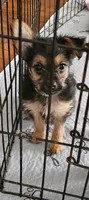 CKC Orange girl "Sylvia", a female Yorkshire Terrier for sale in Gastonia, NC – 3 of 5