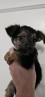 CKC Orange girl "Sylvia", a female Yorkshire Terrier for sale in Gastonia, NC – 5 of 5