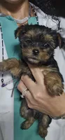 Trevor AKC, a male Yorkshire Terrier for sale in Gastonia, NC – 10 of 10