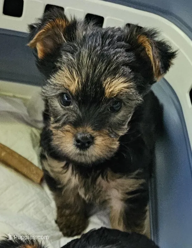 Trevor AKC – Yorkshire Terrier puppy for sale in Gastonia, NC