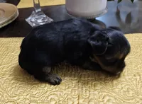 Trevor, a male Yorkshire Terrier for sale in Gastonia, NC – Photo 3 of 3