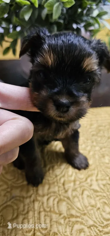 Trevor – Yorkshire Terrier puppy for sale in Gastonia, NC