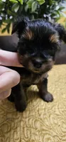 Trevor, a male Yorkshire Terrier for sale in Gastonia, NC – Photo 1 of 3