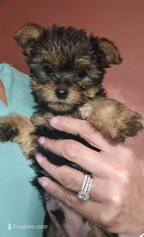 Trevor AKC – Yorkshire Terrier puppy for sale in Gastonia, NC