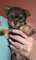 Trevor AKC, a male Yorkshire Terrier for sale in Gastonia, NC – 3 of 10