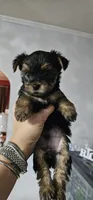 Trevor AKC, a male Yorkshire Terrier for sale in Gastonia, NC – 6 of 10