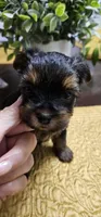 Trevor, a male Yorkshire Terrier for sale in Gastonia, NC – Photo 2 of 3