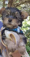 Trevor AKC, a male Yorkshire Terrier for sale in Gastonia, NC – 2 of 10