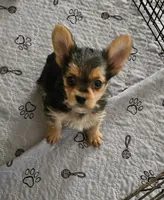 CKC Blue Boy "Mouse", a male Yorkshire Terrier for sale in Gastonia, NC – 2 of 8