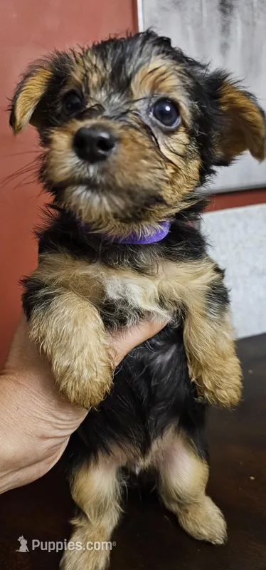 CKC Purple girl – Yorkshire Terrier puppy for sale in Gastonia, NC