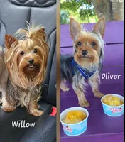 Apple AKC, a female Yorkshire Terrier for sale in Gastonia, NC – Photo 4 of 4