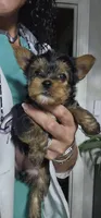 Apple AKC, a female Yorkshire Terrier for sale in Gastonia, NC – 5 of 10