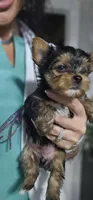 Apple AKC, a female Yorkshire Terrier for sale in Gastonia, NC – 6 of 10