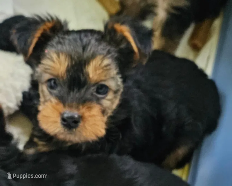 Apple AKC – Yorkshire Terrier puppy for sale in Gastonia, NC