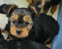 Apple AKC, a female Yorkshire Terrier for sale in Gastonia, NC – 4 of 10
