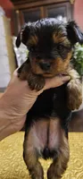 Apple, a female Yorkshire Terrier for sale in Gastonia, NC – Photo 2 of 3