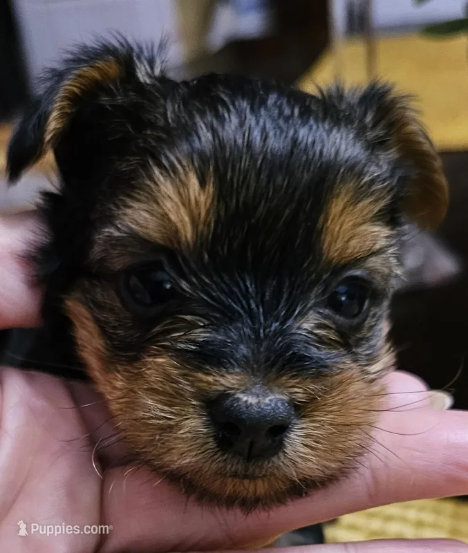 Apple – Yorkshire Terrier puppy for sale in Gastonia, NC