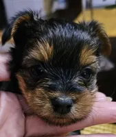 Apple, a female Yorkshire Terrier for sale in Gastonia, NC – Photo 1 of 3