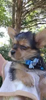 CKC Blue Boy "Mouse", a male Yorkshire Terrier for sale in Gastonia, NC – 4 of 8