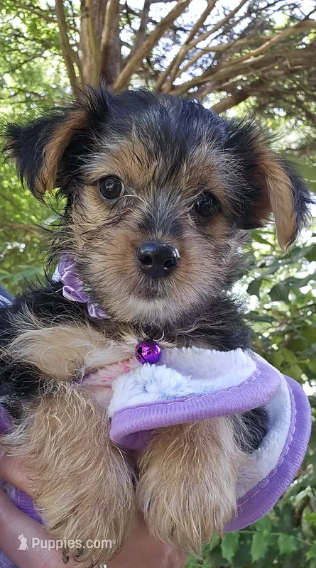 CKC Purple girl – Yorkshire Terrier puppy for sale in Gastonia, NC