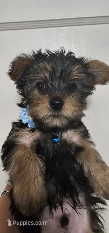 Trevor AKC – Yorkshire Terrier puppy for sale in Gastonia, NC