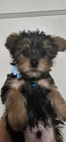 Trevor AKC, a male Yorkshire Terrier for sale in Gastonia, NC – 1 of 10