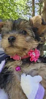 Apple AKC, a female Yorkshire Terrier for sale in Gastonia, NC – 3 of 10