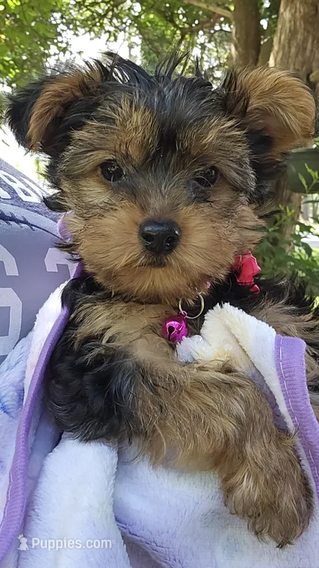 Apple AKC – Yorkshire Terrier puppy for sale in Gastonia, NC