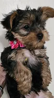 Apple AKC, a female Yorkshire Terrier for sale in Gastonia, NC – 2 of 10
