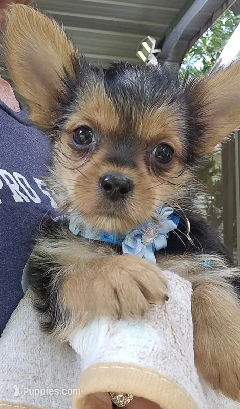 CKC Blue Boy "Mouse" – Yorkshire Terrier puppy for sale in Gastonia, NC