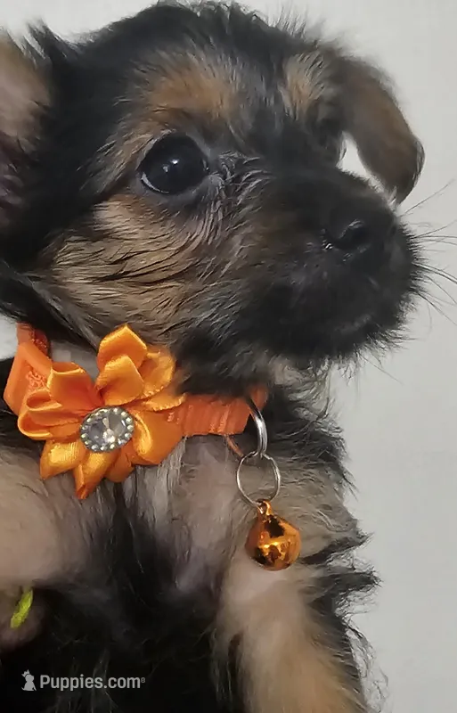 CKC Orange girl "Sylvia" – Yorkshire Terrier puppy for sale in Gastonia, NC