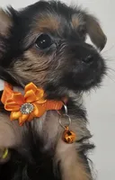 CKC Orange girl "Sylvia", a female Yorkshire Terrier for sale in Gastonia, NC – 1 of 5