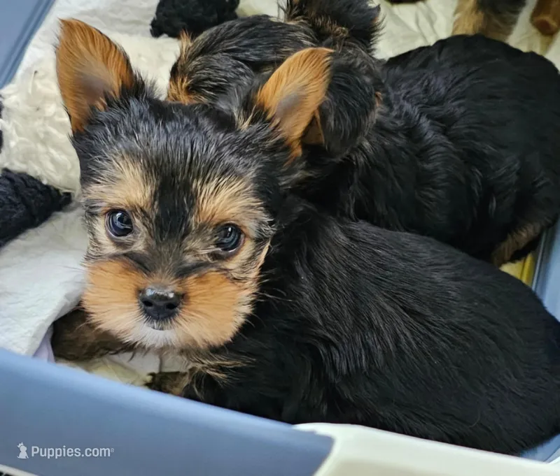 Kiwi AKC – Yorkshire Terrier puppy for sale in Gastonia, NC