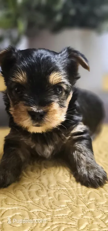 Kiwi – Yorkshire Terrier puppy for sale in Gastonia, NC
