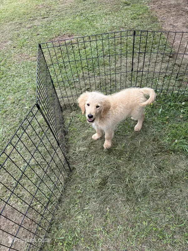 Leroy M5 – Goldendoodle puppy for sale in De Kalb, TX