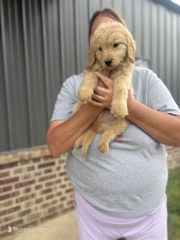 Leroy M5 – Goldendoodle puppy for sale in De Kalb, TX