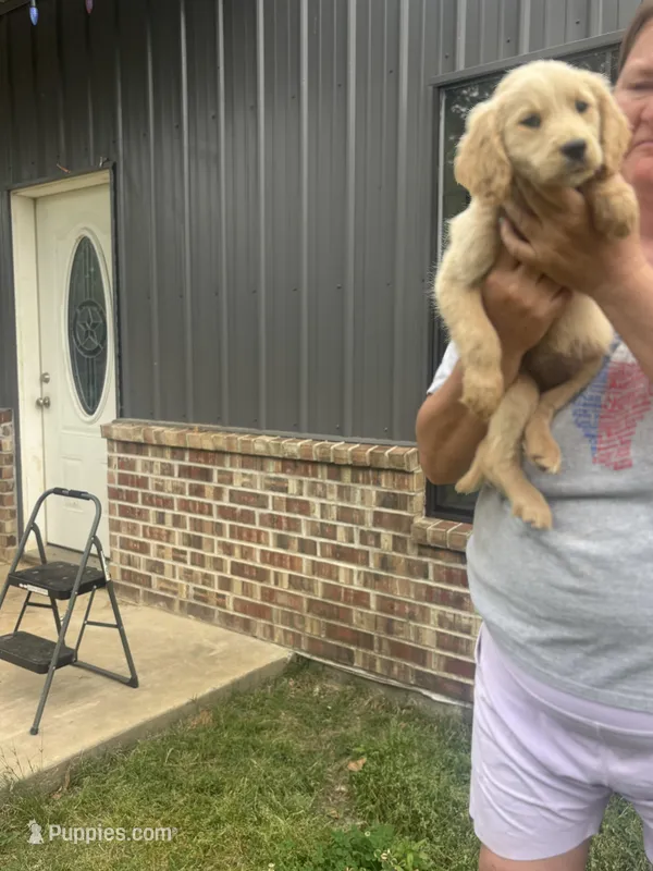 Leroy M5 – Goldendoodle puppy for sale in De Kalb, TX